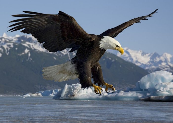 Bald Eagle Framed Print
